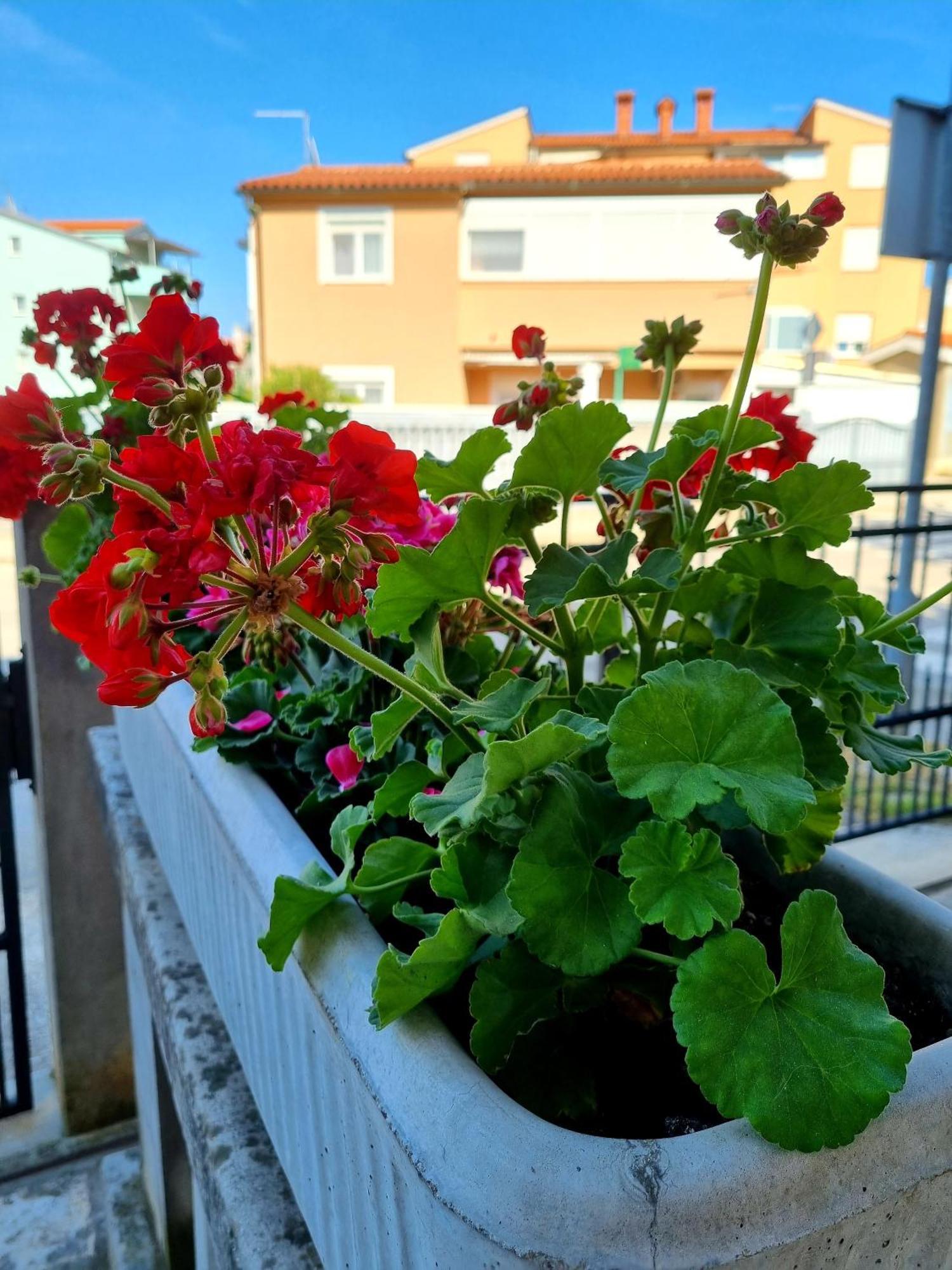 Ema Apartmán Pula